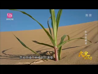 深圳卫视(2019-05-03)：大漠绿色梦 - 菌草部分节选